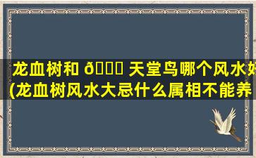 龙血树和 🐎 天堂鸟哪个风水好(龙血树风水大忌什么属相不能养)